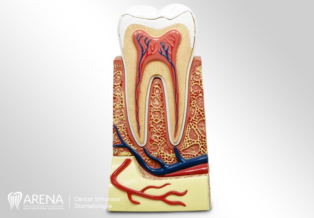 Poprečni presjek zuba s prikazom korijena i zubnih živca.